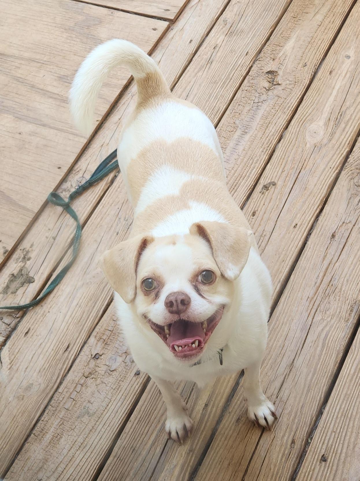 TROOPER--FEE SPONSORED, Adoptable, Senior Male Pug & Beagle.