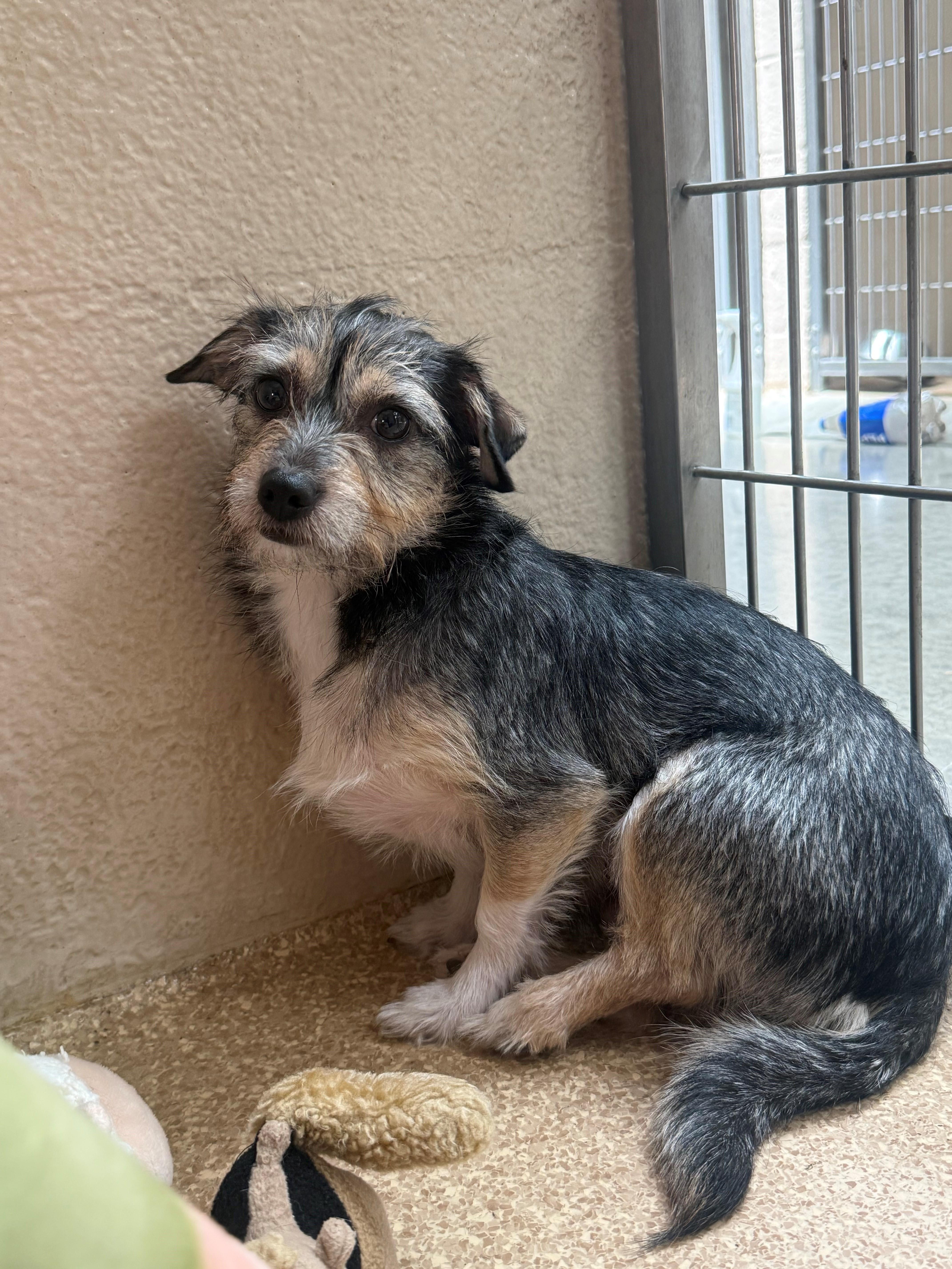 Lili, ADOPTABLE, Adult Female Cairn Terrier & Chihuahua.