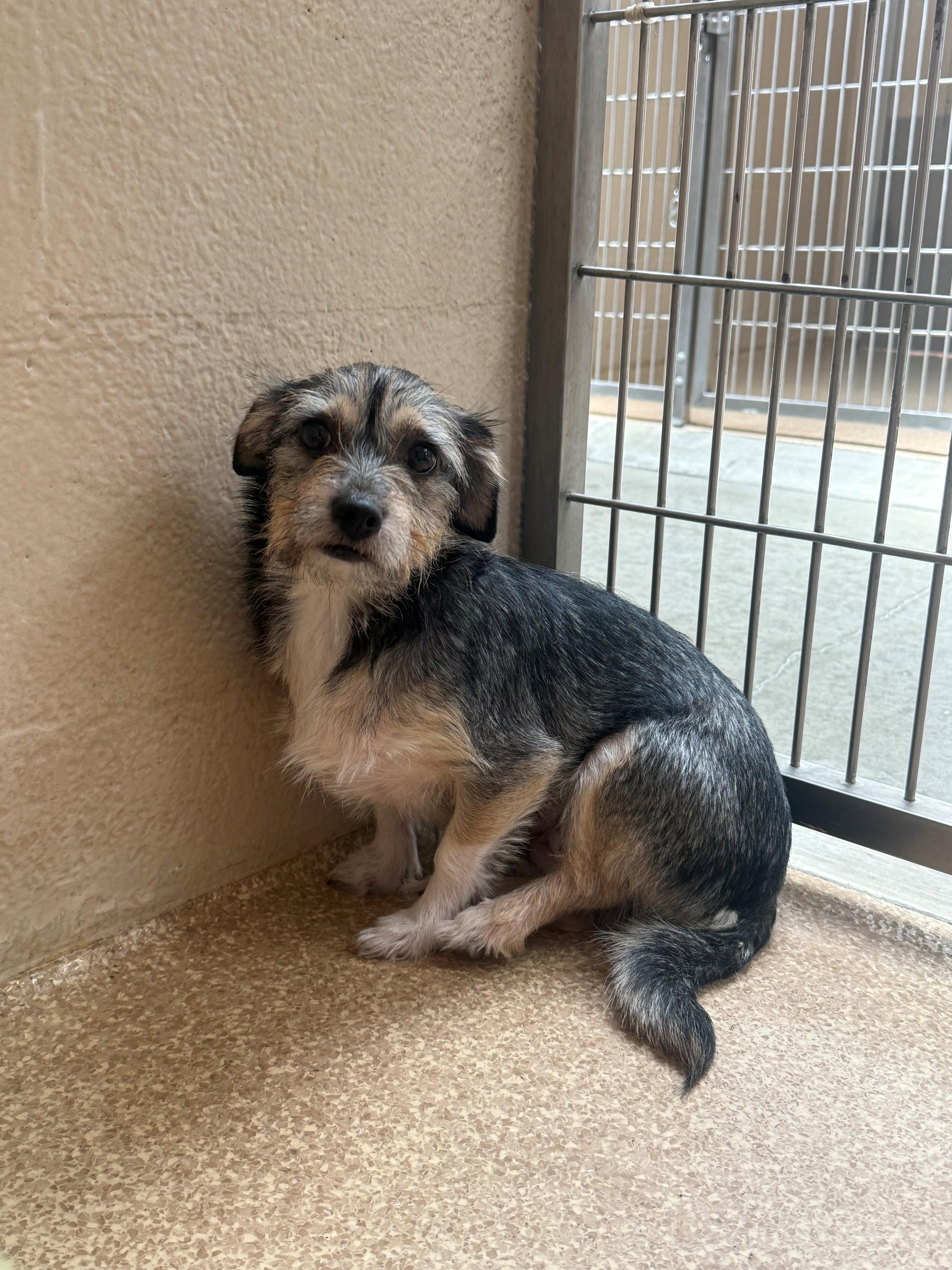 Enlarge Lili, a ADOPTABLE mixed breed in Laguna Beach, CA image 3/3