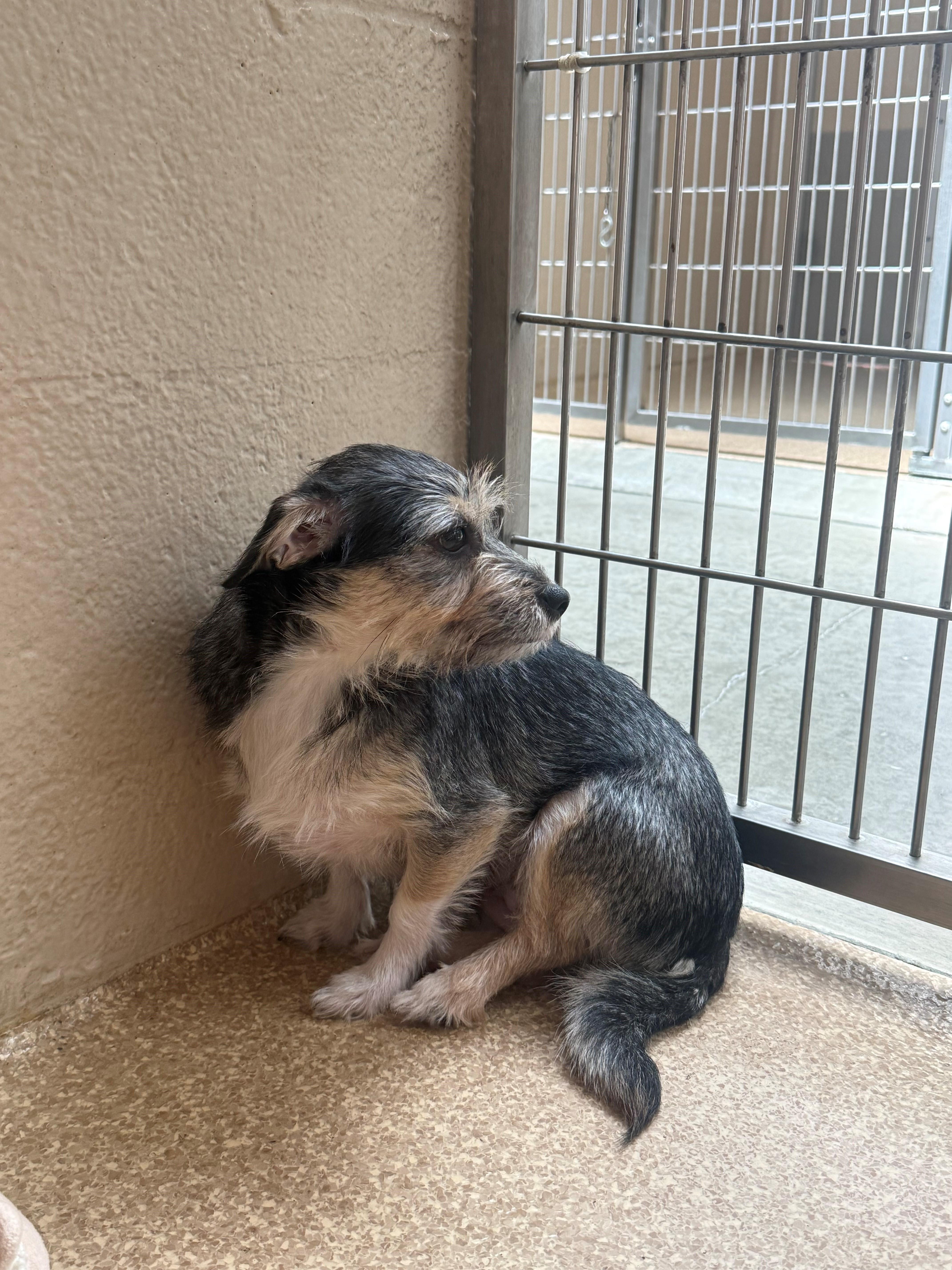 Enlarge Lili, a ADOPTABLE mixed breed in Laguna Beach, CA image 2/3
