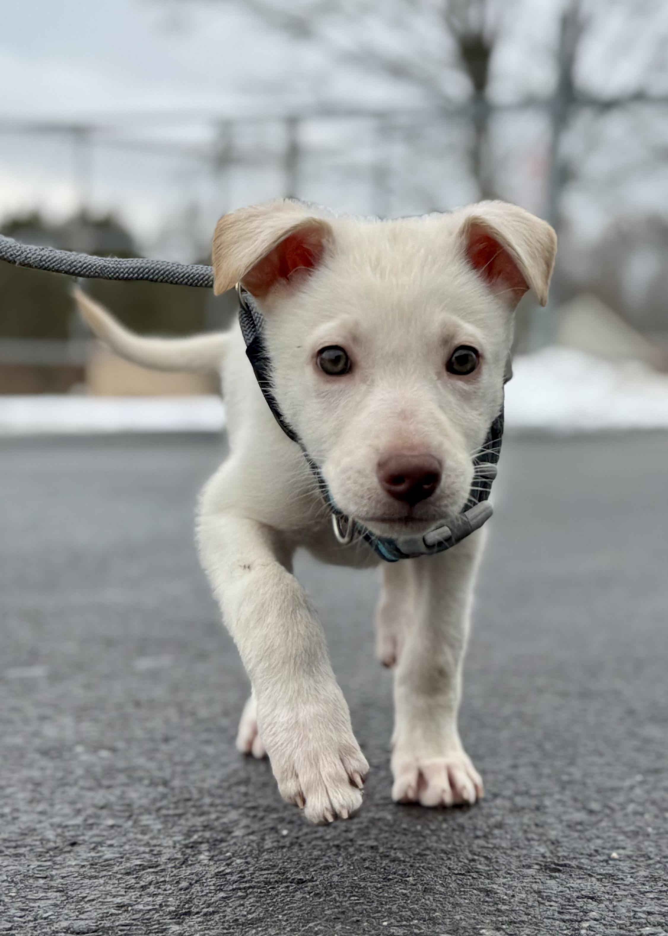 JUBILEE ~ Puppy from the news (Video), Adoptable, Puppy Female Labrador Retriever & German Shepherd Dog.