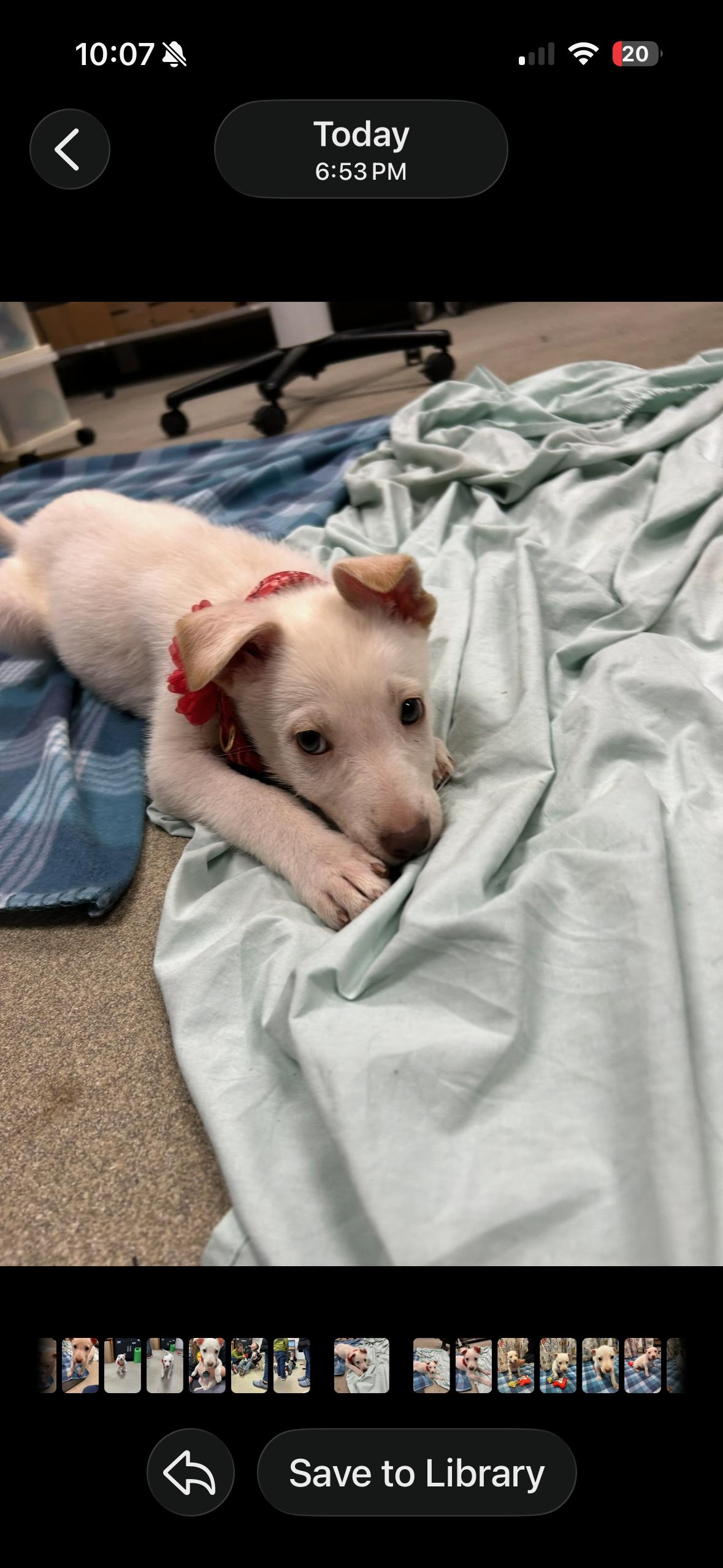 JUBILEE ~ Puppy from the news (Video), a Adoptable mixed breed in Ashland, OH image 2/6