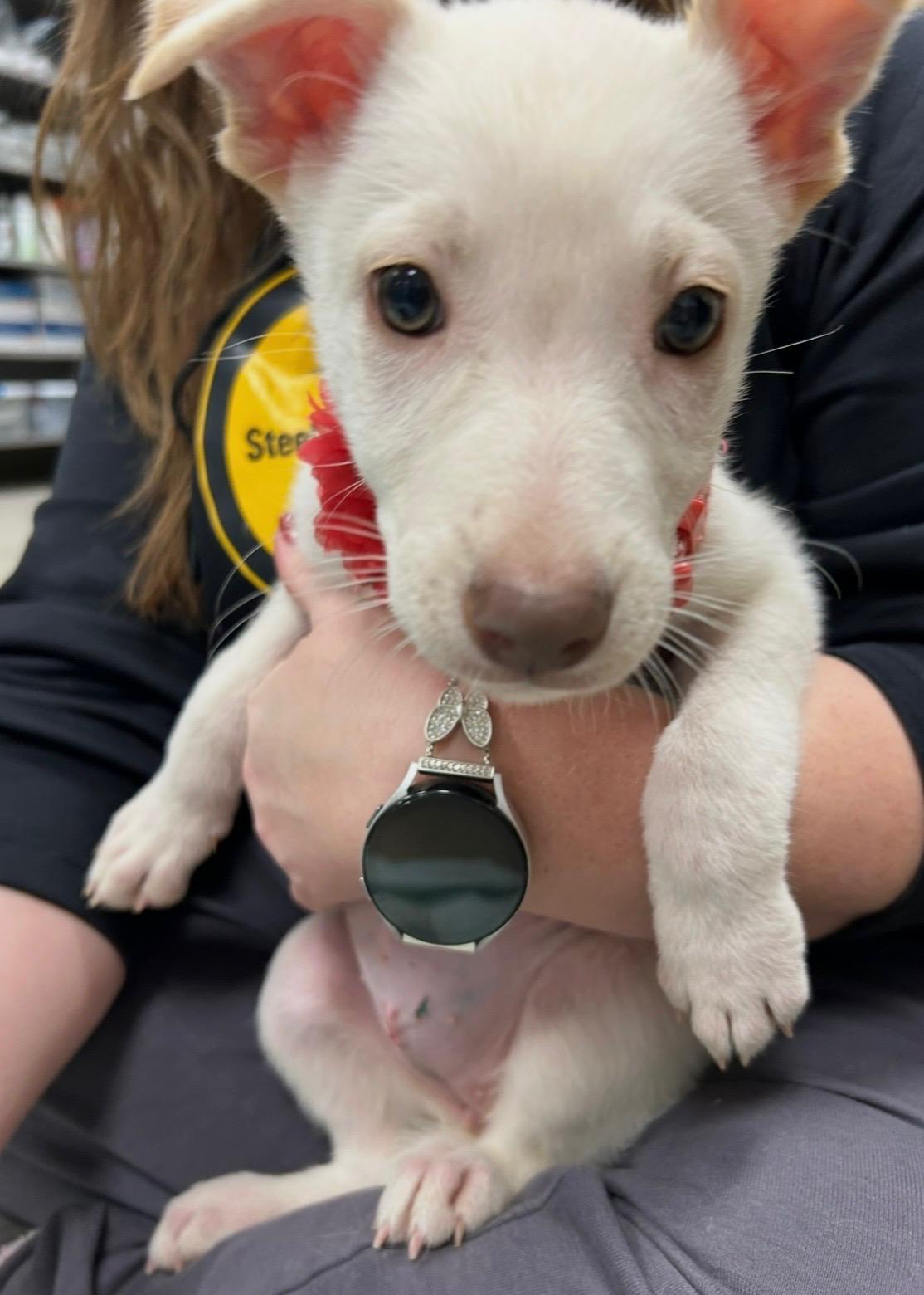 JUBILEE ~ Puppy from the news (Video), a Adoptable mixed breed in Ashland, OH image 1/6