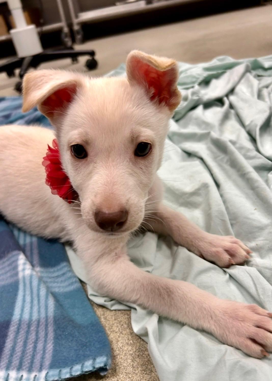 JUBILEE ~ Puppy from the news (Video), a Adoptable mixed breed in Ashland, OH image 3/6