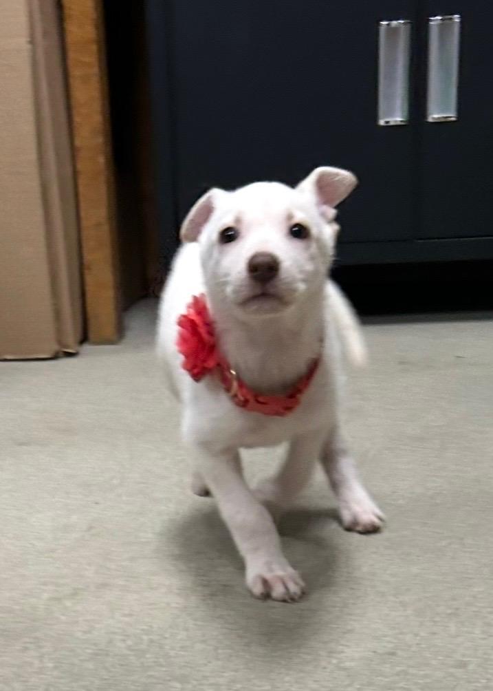 JUBILEE ~ Puppy from the news (Video), a Adoptable mixed breed in Ashland, OH image 4/6