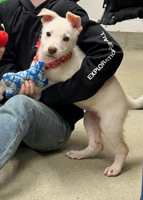 JUBILEE ~ Puppy from the news (Video), a Adoptable mixed breed in Ashland, OH image 5/6