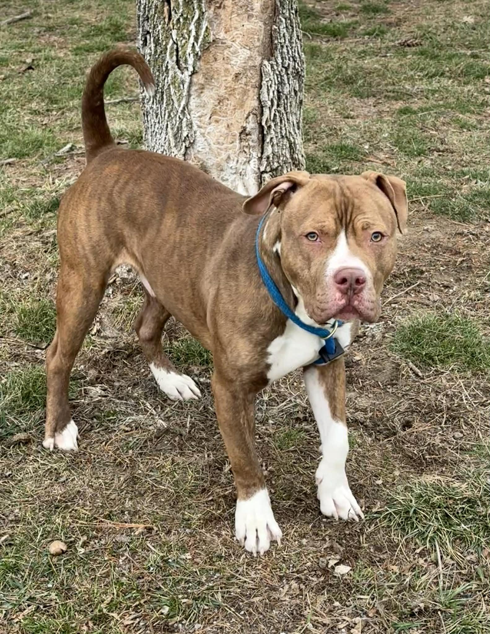 Enlarge Scotty, a ADOPTABLE mixed breed in Springfield, IL image 2/3