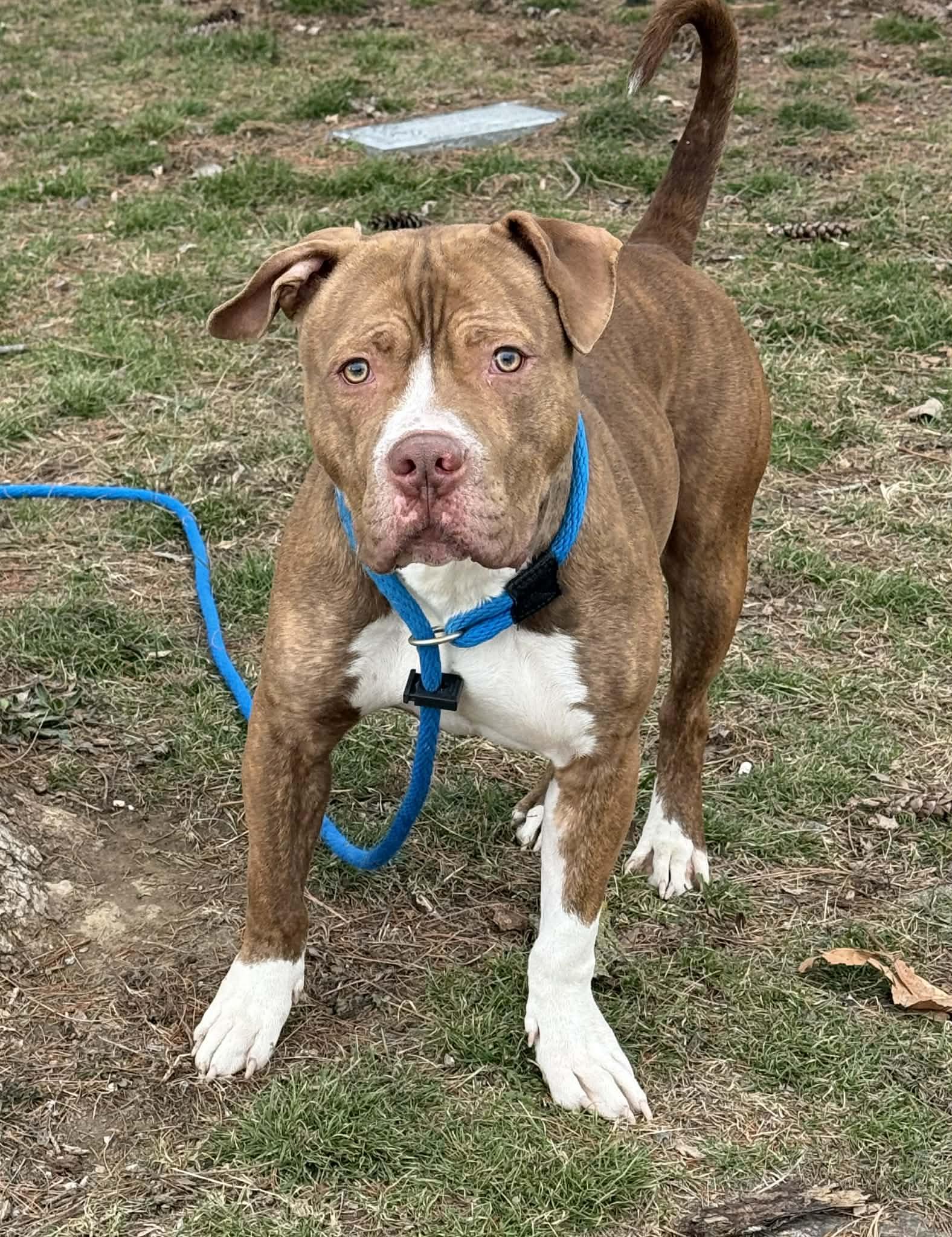 Enlarge Scotty, a ADOPTABLE mixed breed in Springfield, IL image 3/3