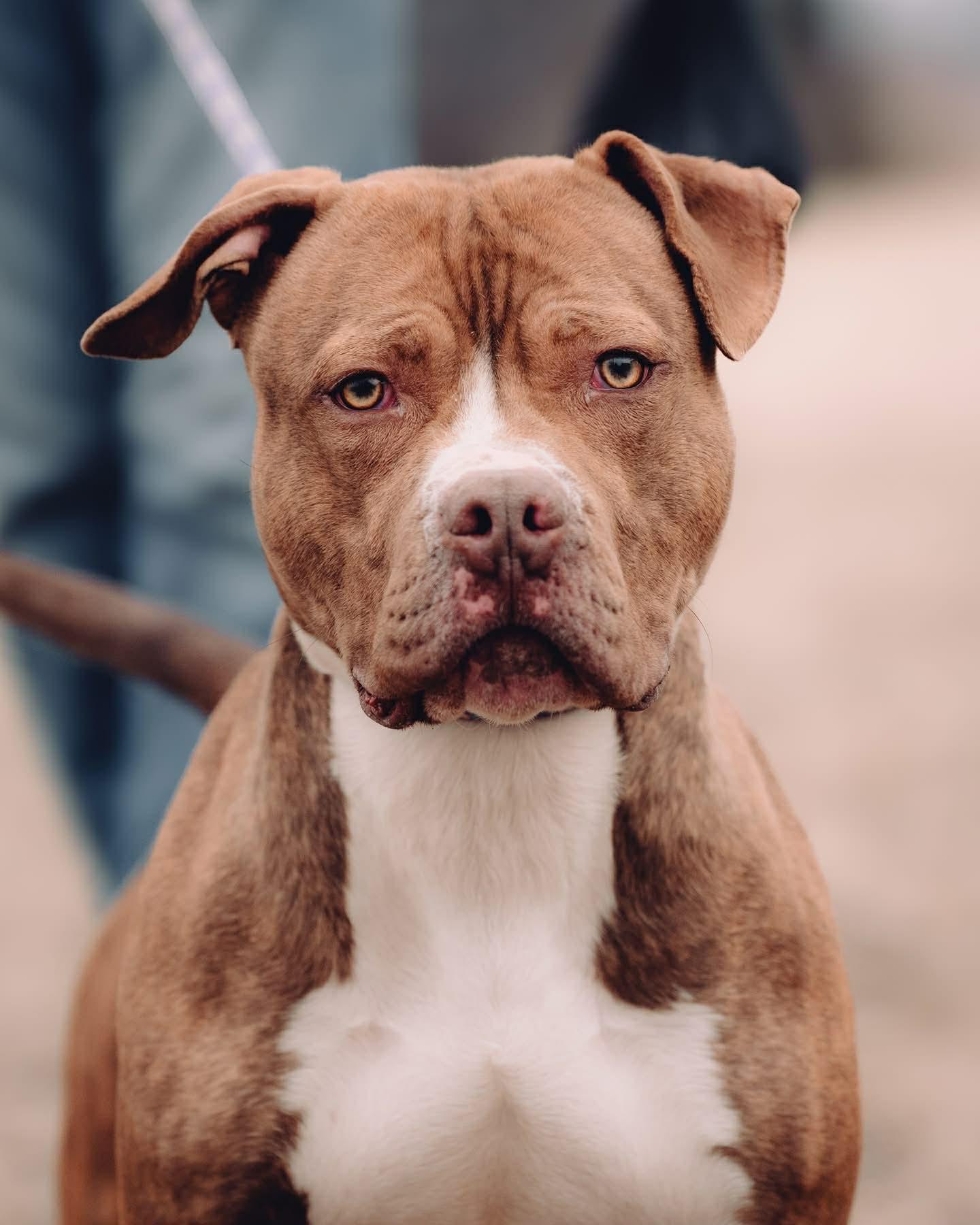 Enlarge Scotty, a ADOPTABLE mixed breed in Springfield, IL image 1/3