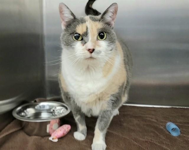 LILY MARIE, Adoptable, Adult Female Domestic Short Hair.
