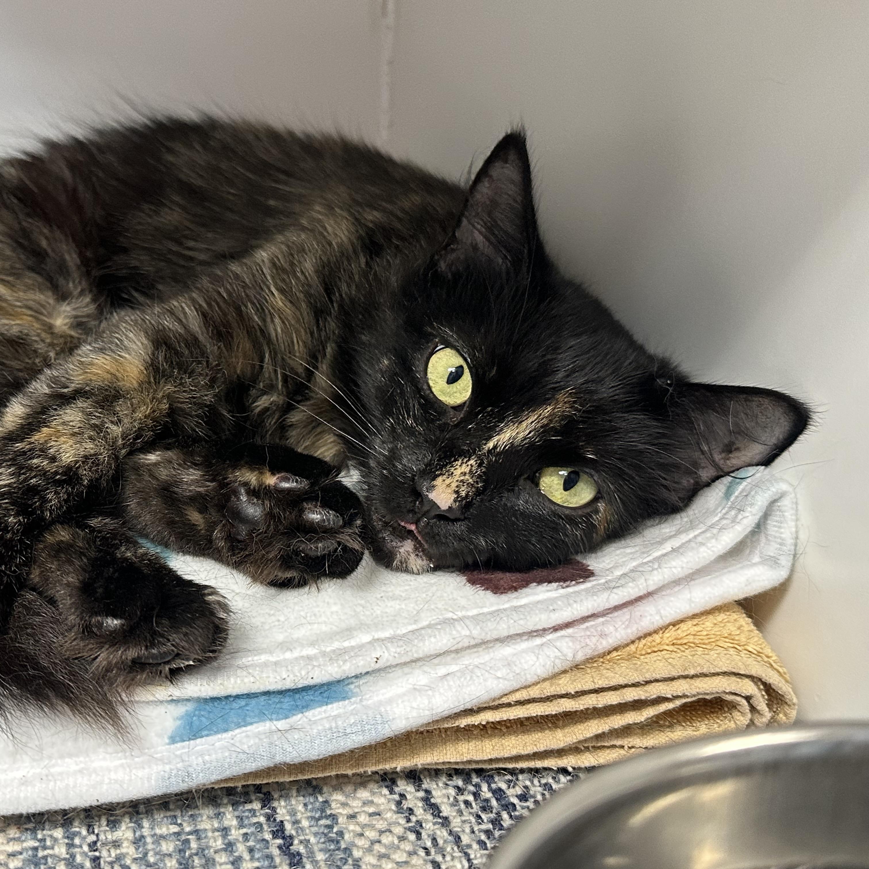 Aurora, a ADOPTABLE Tortoiseshell in Clifton, NJ image 5/5