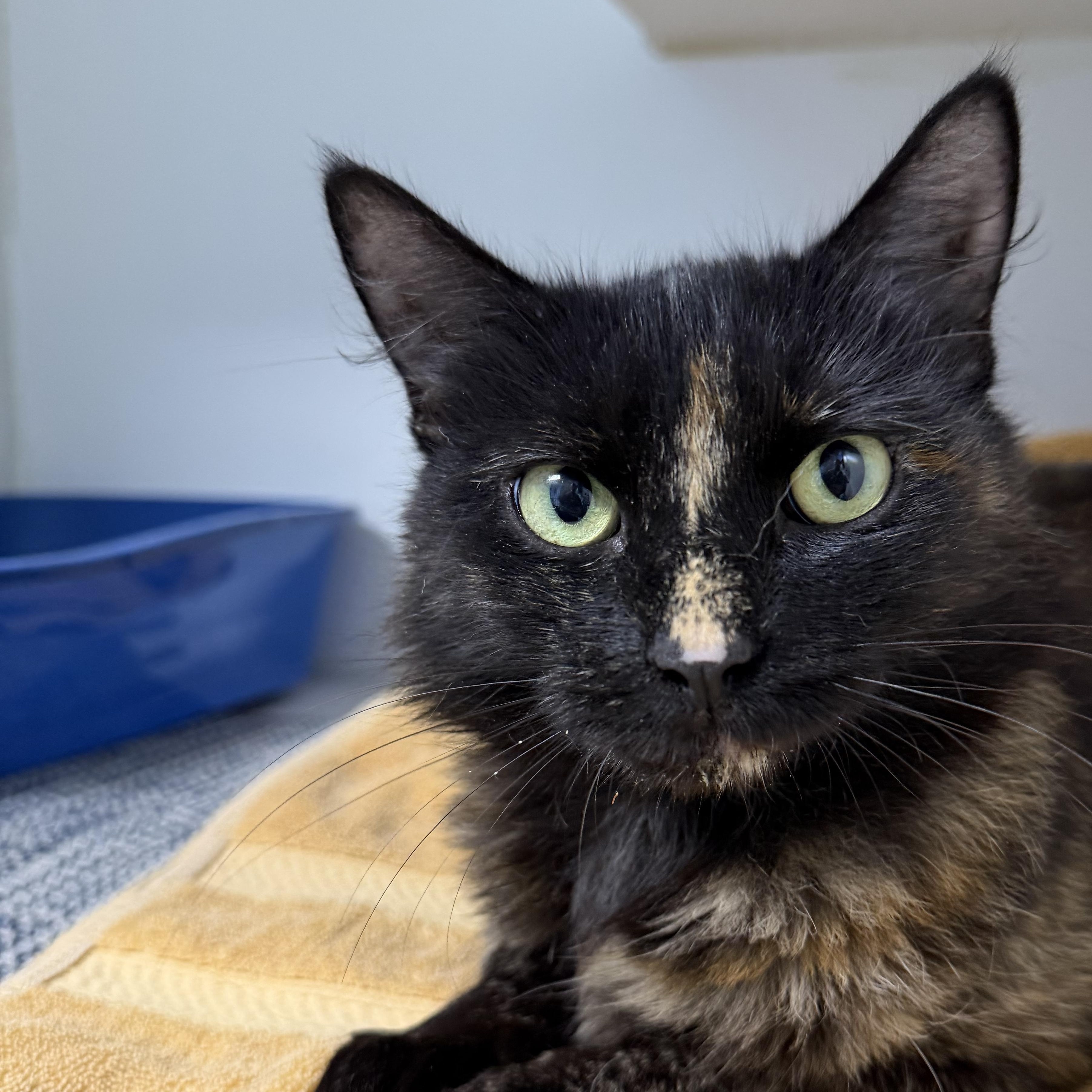 Aurora, ADOPTABLE, Young Female Tortoiseshell.