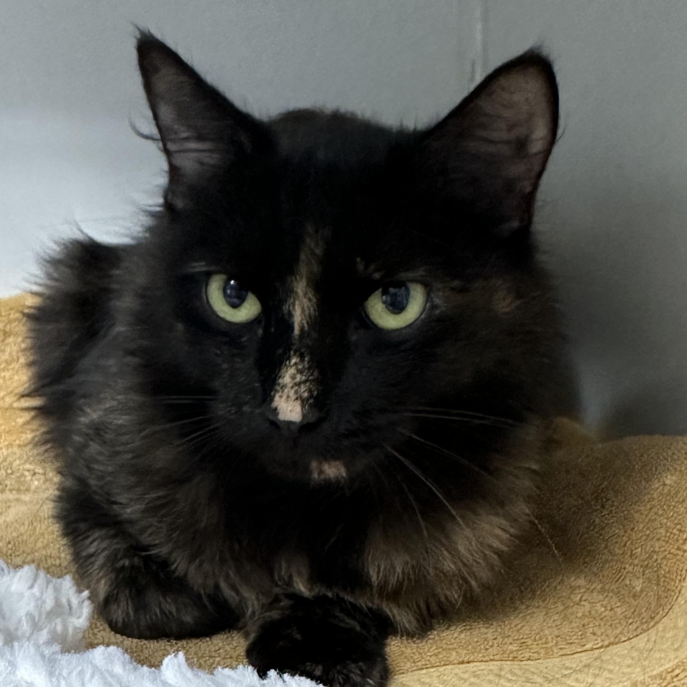Aurora, a ADOPTABLE Tortoiseshell in Clifton, NJ image 3/5