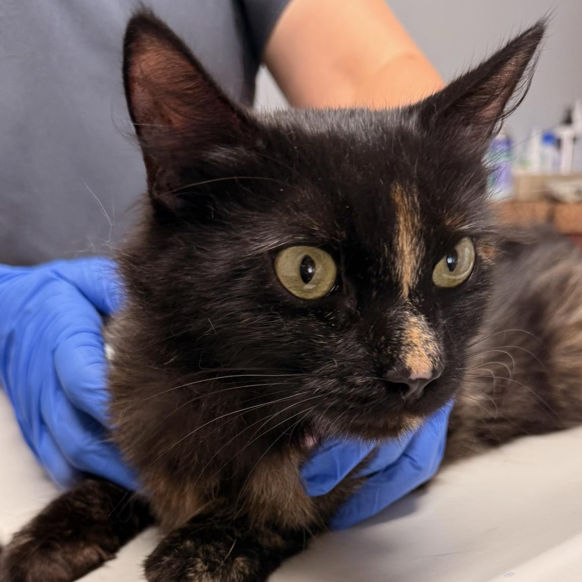 Aurora, a ADOPTABLE Tortoiseshell in Clifton, NJ image 2/5