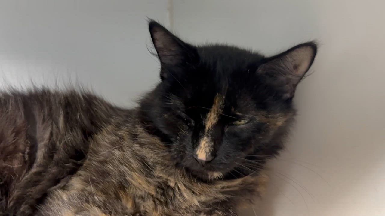 Enlarge Aurora, a ADOPTABLE Tortoiseshell in Clifton, NJ video 4/5