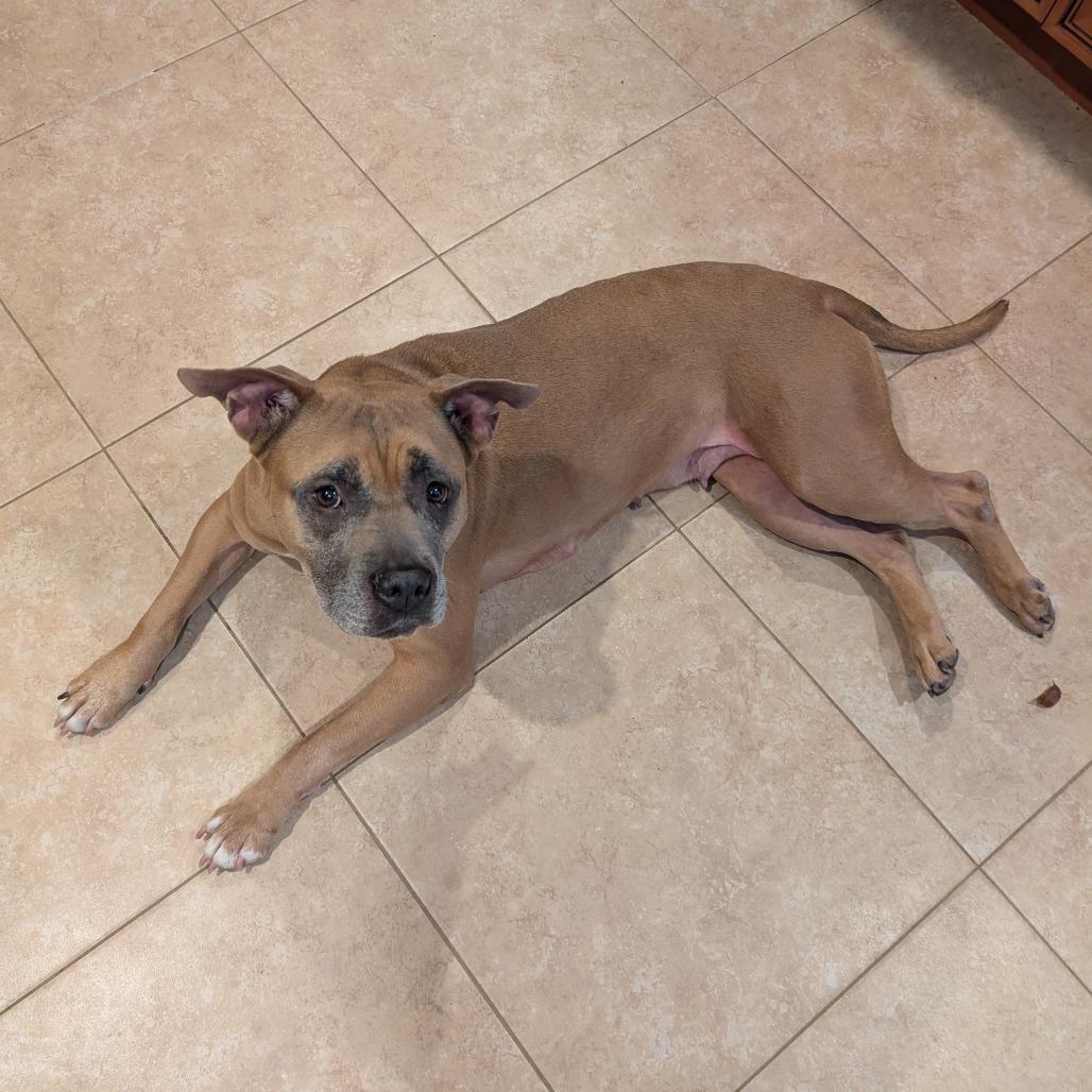 Magnolia, a Adoptable mixed breed in Fort Lauderdale, FL image 1/4