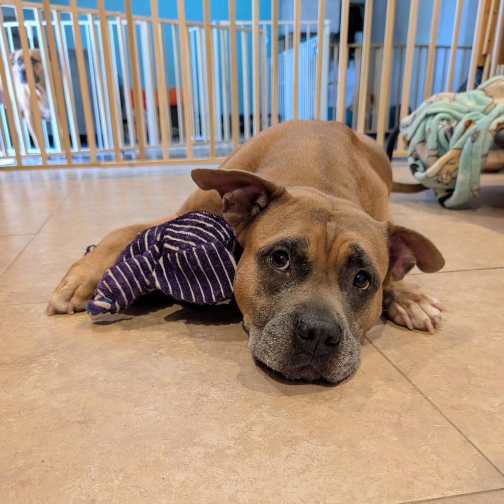 Magnolia, a Adoptable mixed breed in Fort Lauderdale, FL image 2/4