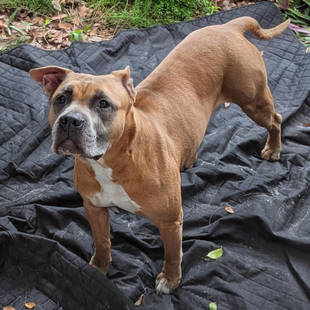 Magnolia, a Adoptable mixed breed in Fort Lauderdale, FL image 3/4
