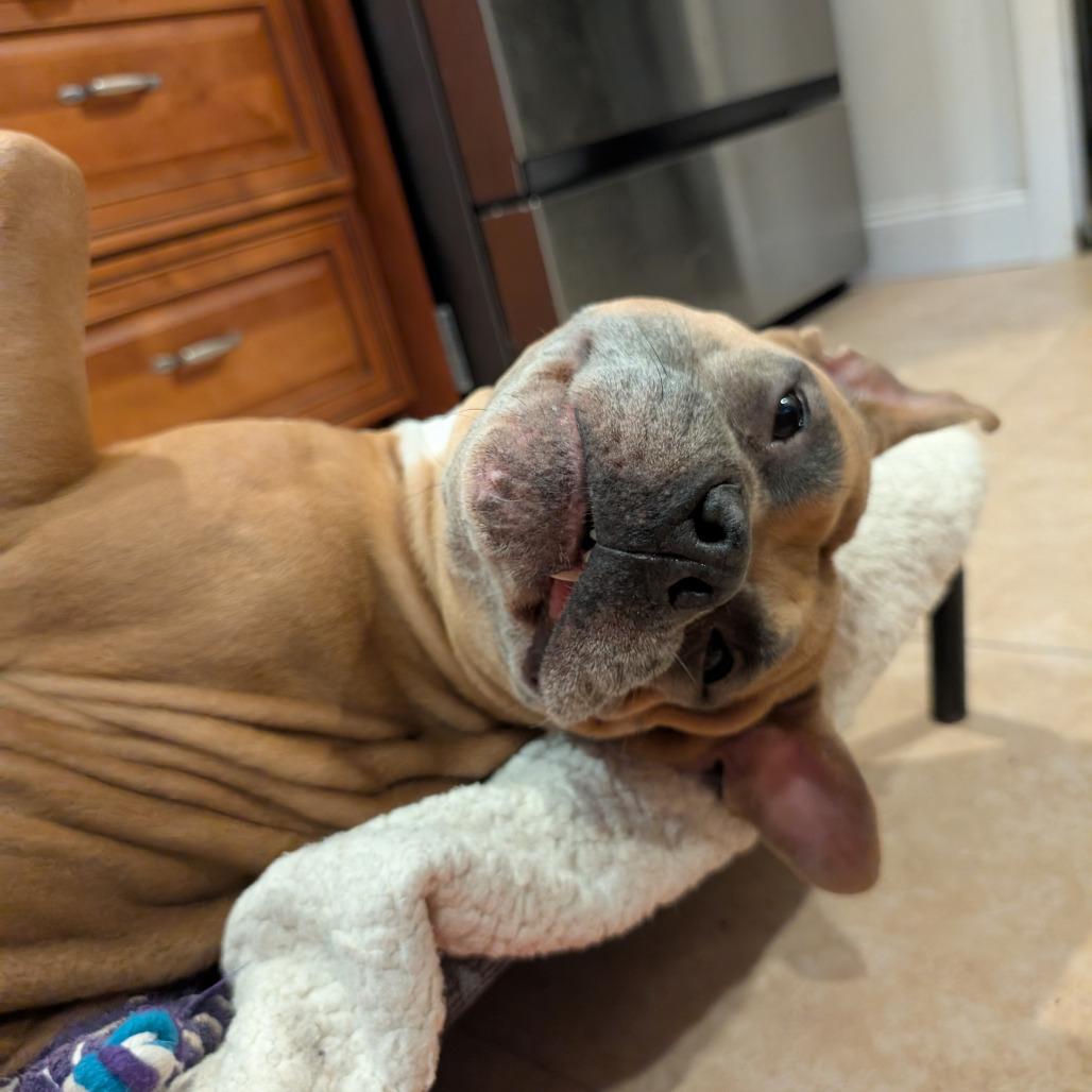 Magnolia, a Adoptable mixed breed in Fort Lauderdale, FL image 4/4