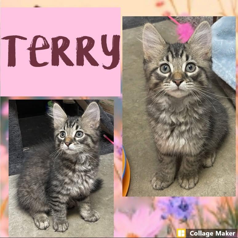 Terry, Adopted, Young Male Domestic Medium Hair.