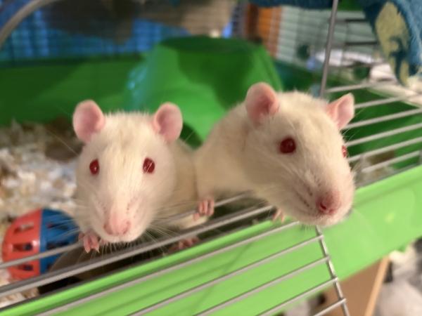 Casper & Sugar, Adoptable, Adult Male Rat.