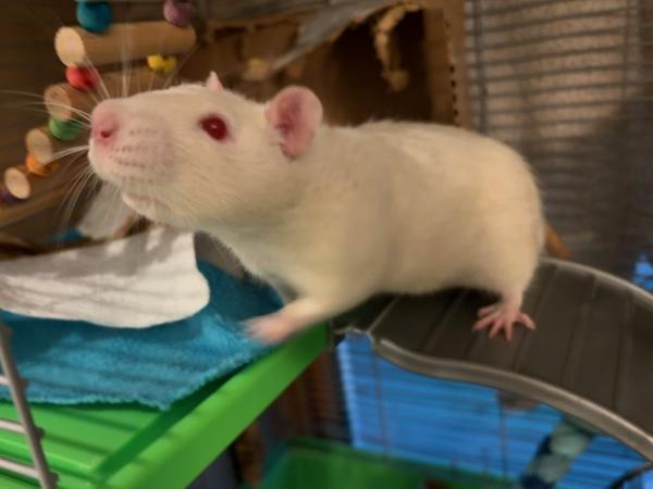 Enlarge Casper & Sugar, a Adoptable Rat in Townshend, VT image 2/2
