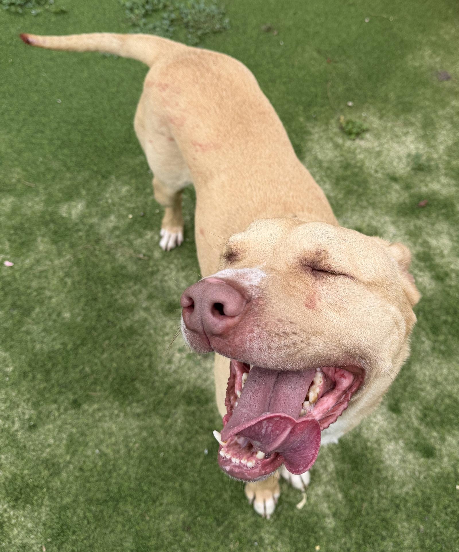 Thor, Adoptable, Adult Male Labrador Retriever.