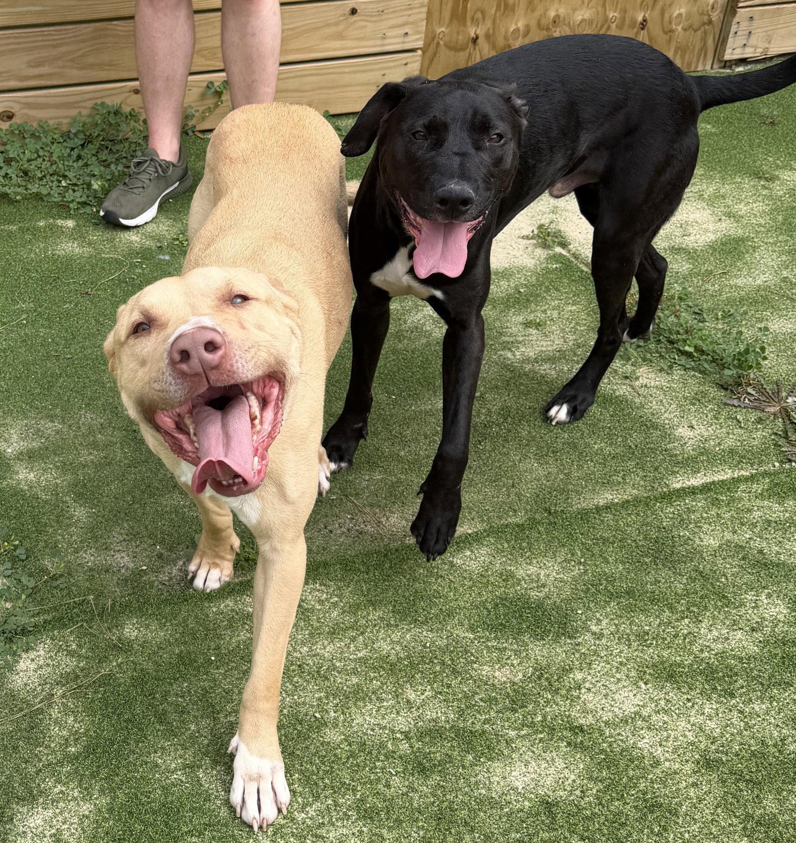 Enlarge Thor, a Adoptable Labrador Retriever in The Woodlands, TX image 2/3