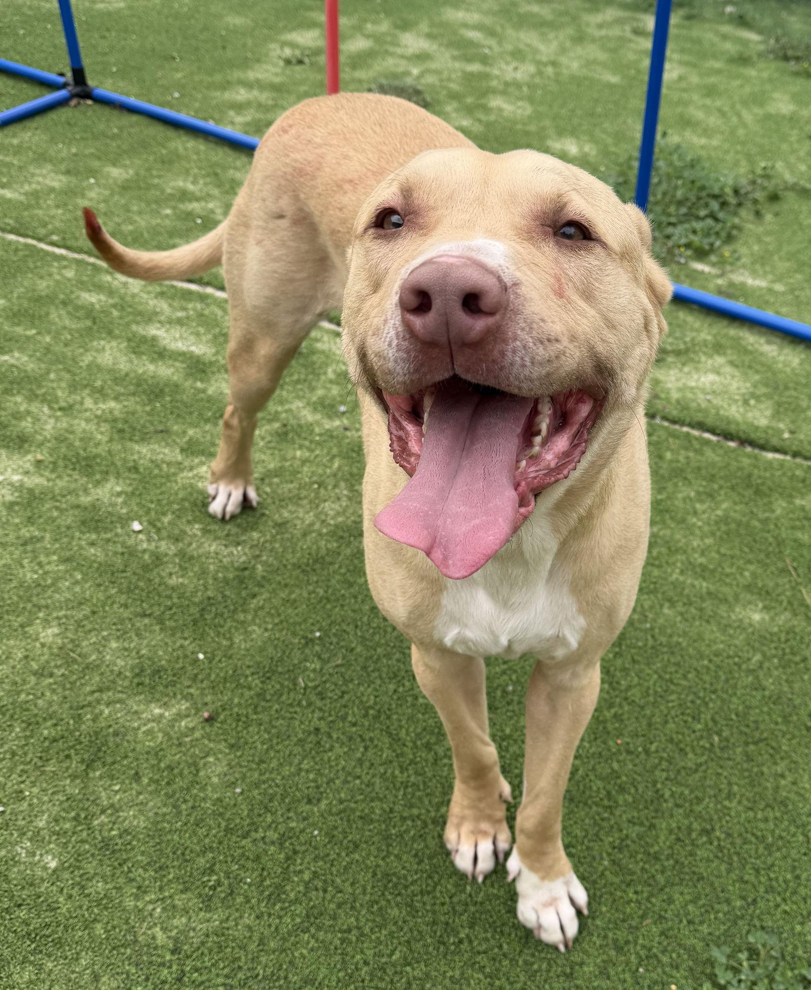 Enlarge Thor, a Adoptable Labrador Retriever in The Woodlands, TX image 1/3