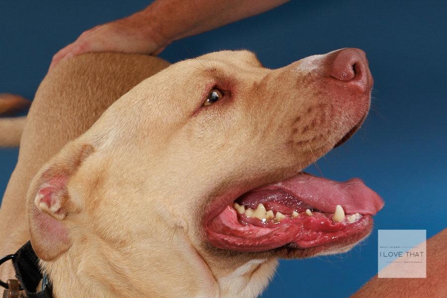 Enlarge Thor, a Adoptable Labrador Retriever in The Woodlands, TX image 2/3