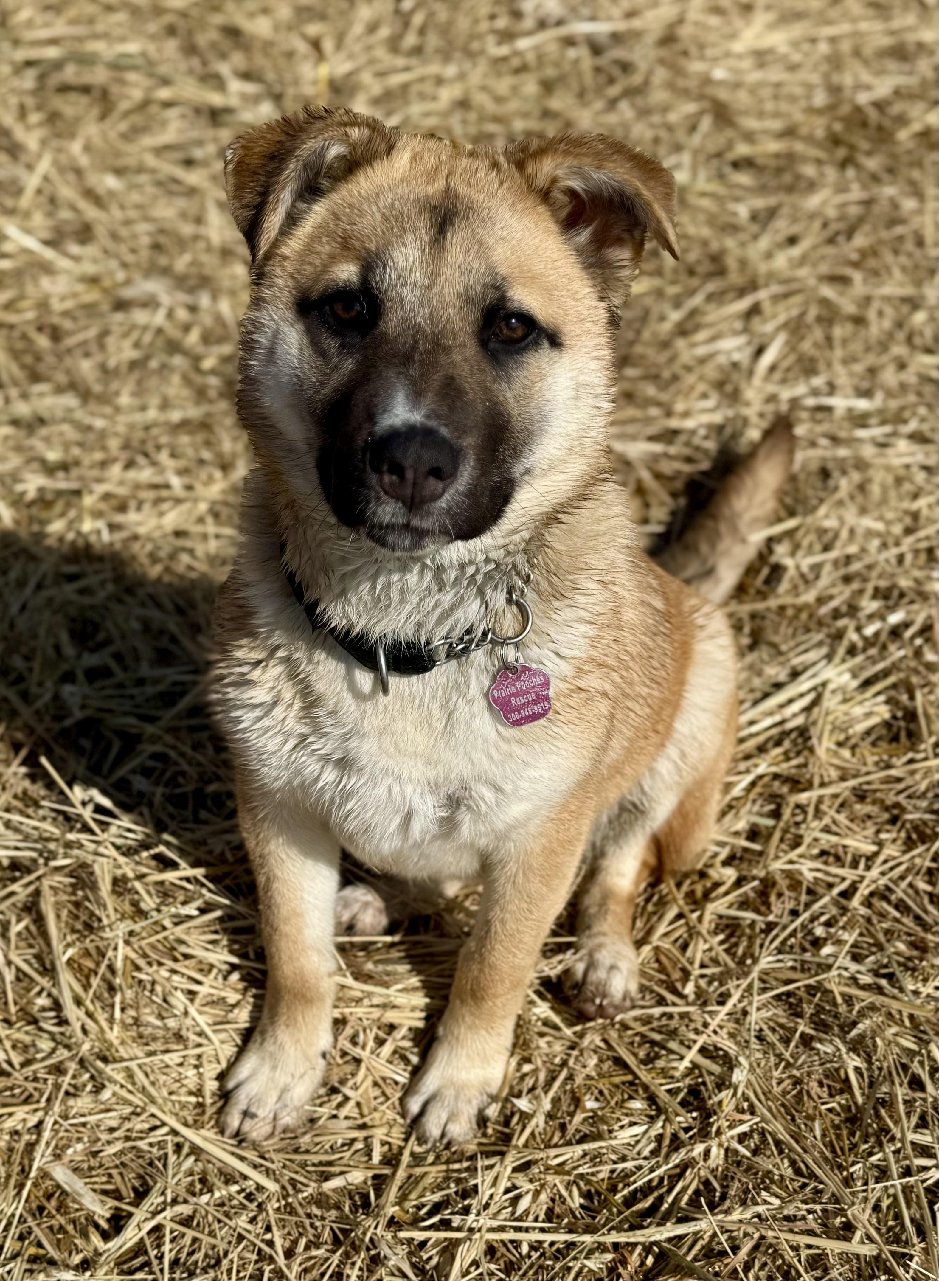 Enlarge Biscuit, a ADOPTABLE mixed breed in Saskatoon, SK image 1/6