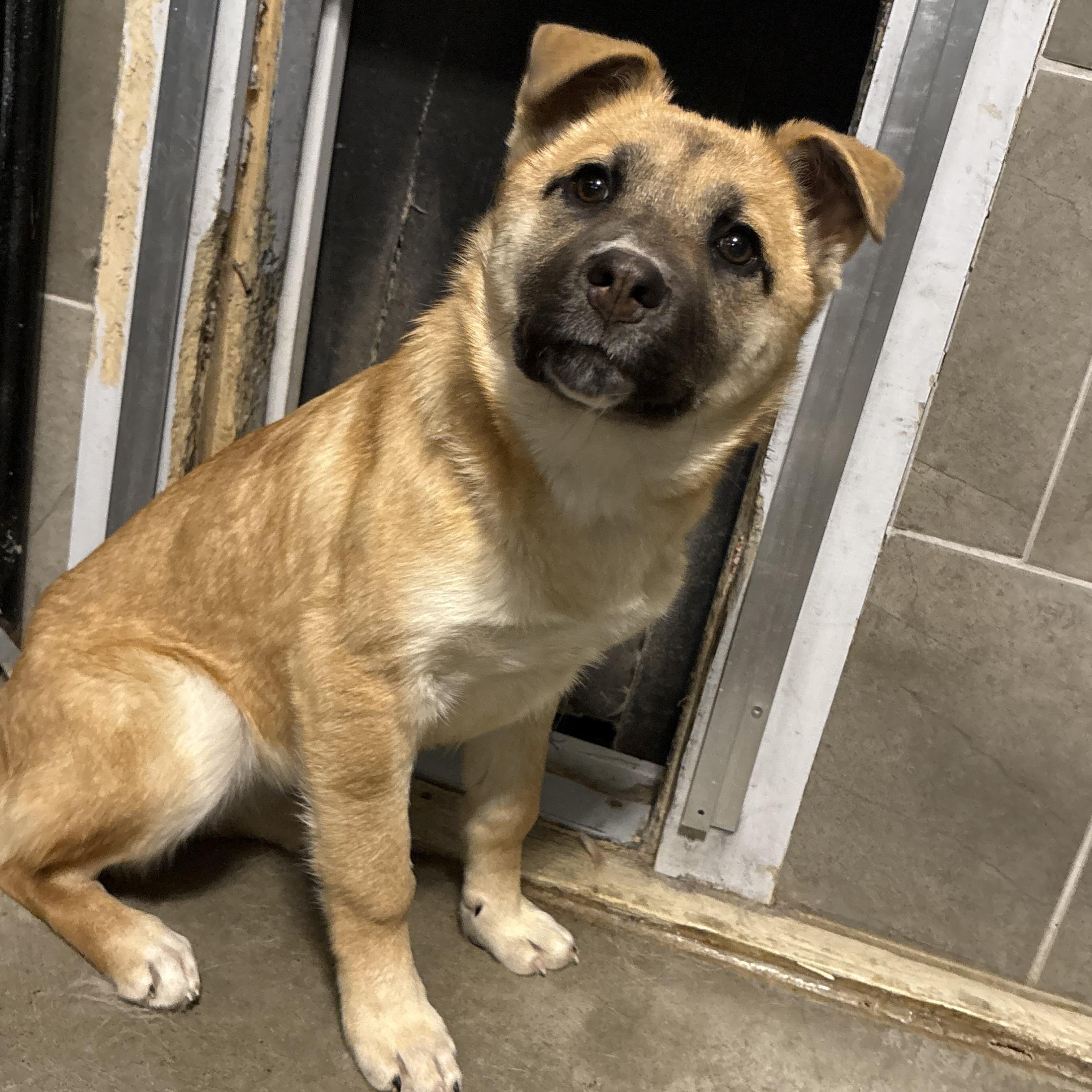 Enlarge Biscuit, a ADOPTABLE mixed breed in Saskatoon, SK image 2/6