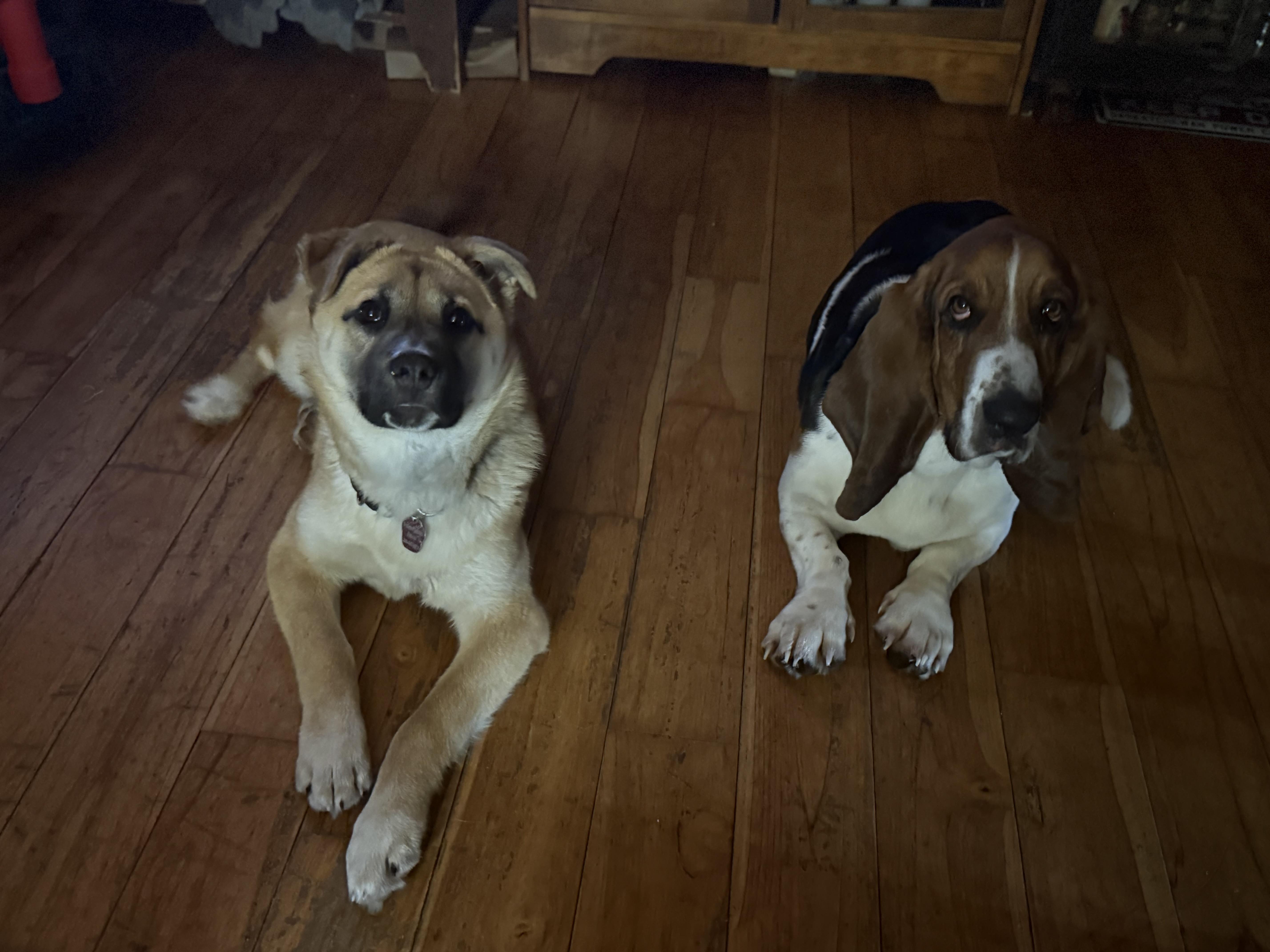 Enlarge Biscuit, a ADOPTABLE mixed breed in Saskatoon, SK image 6/6