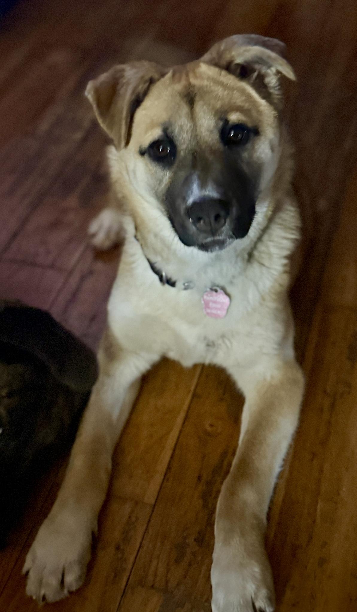 Enlarge Biscuit, a ADOPTABLE mixed breed in Saskatoon, SK image 3/6