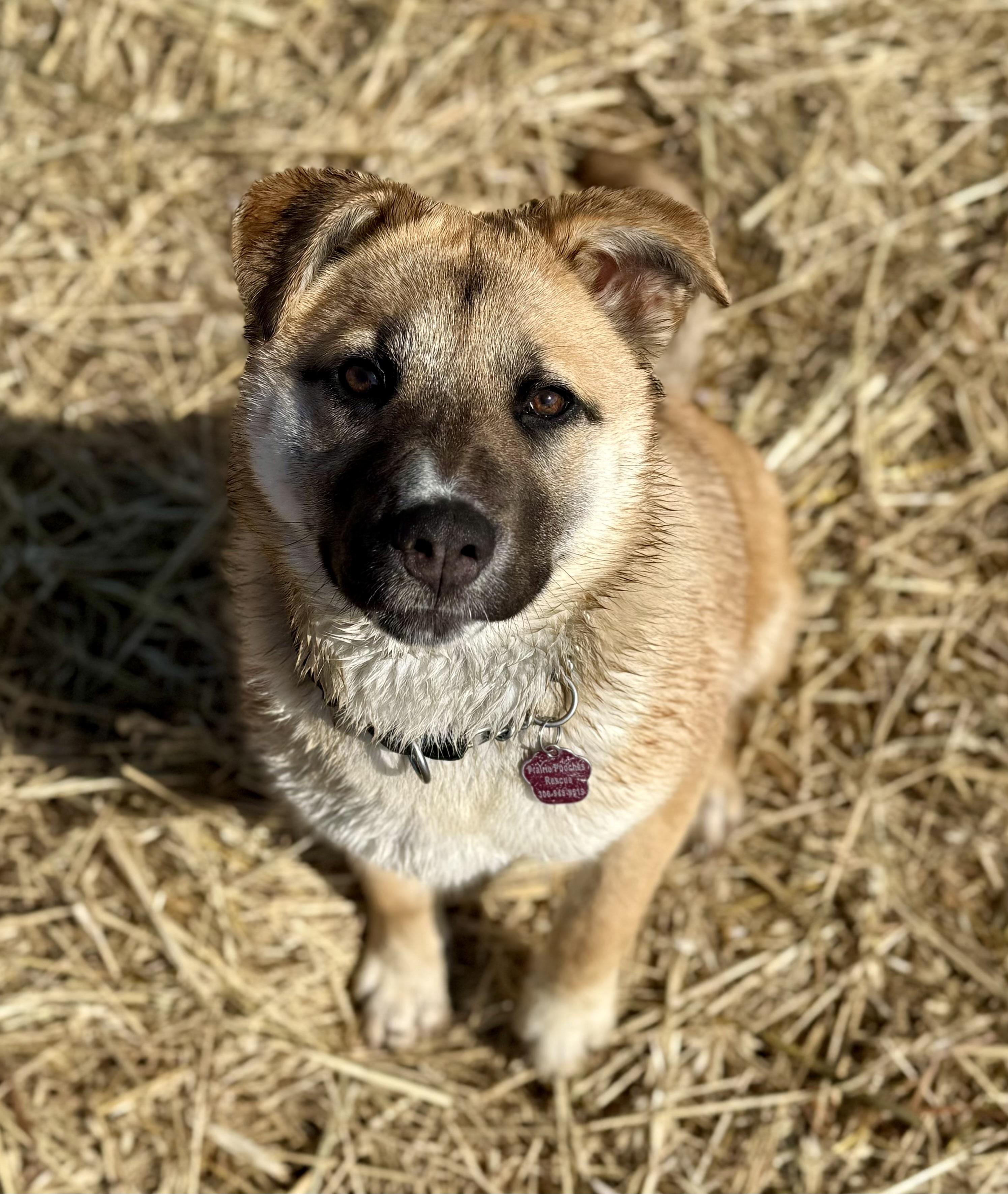 Enlarge Biscuit, a ADOPTABLE mixed breed in Saskatoon, SK image 4/6