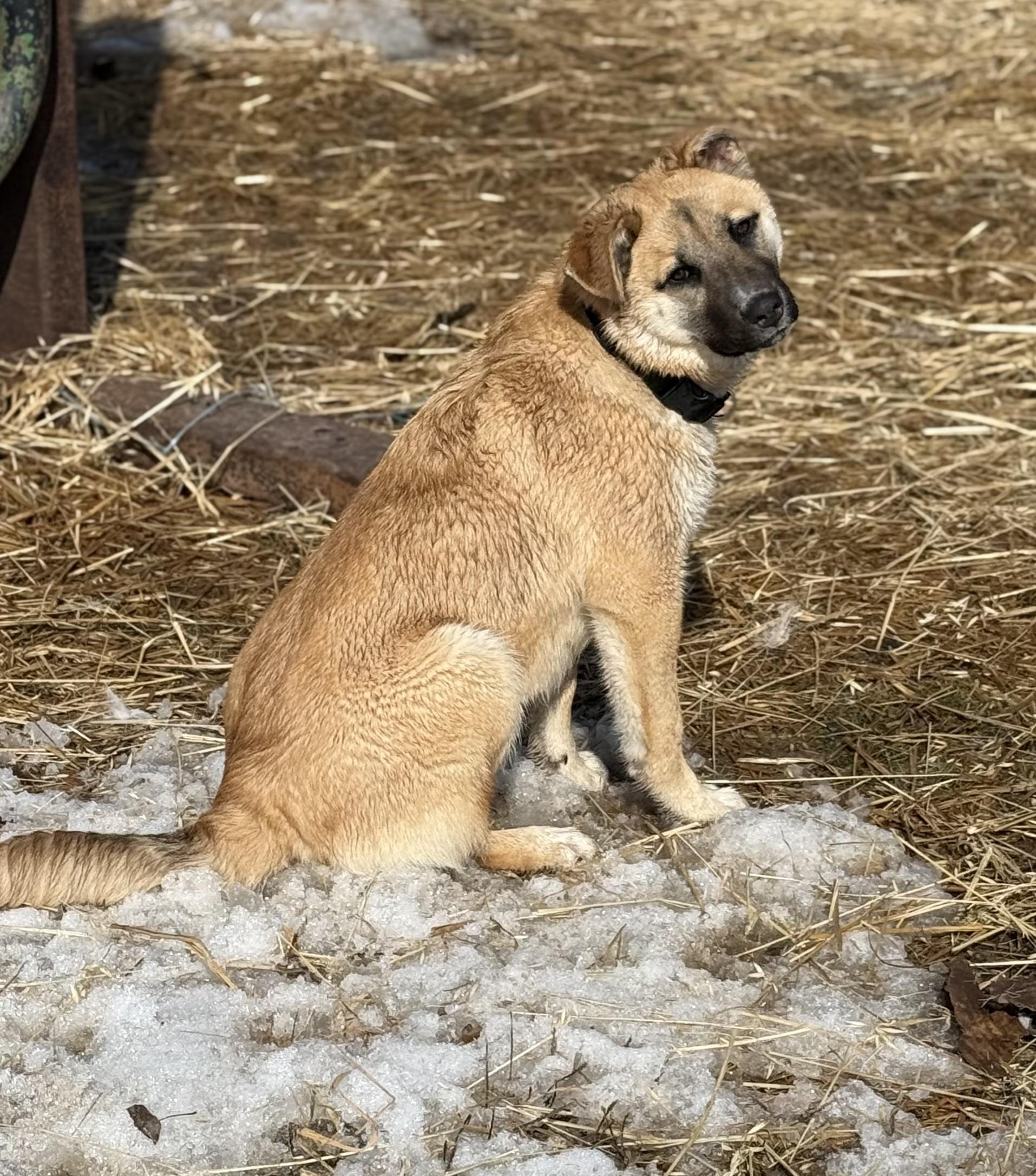 Enlarge Biscuit, a ADOPTABLE mixed breed in Saskatoon, SK image 5/6