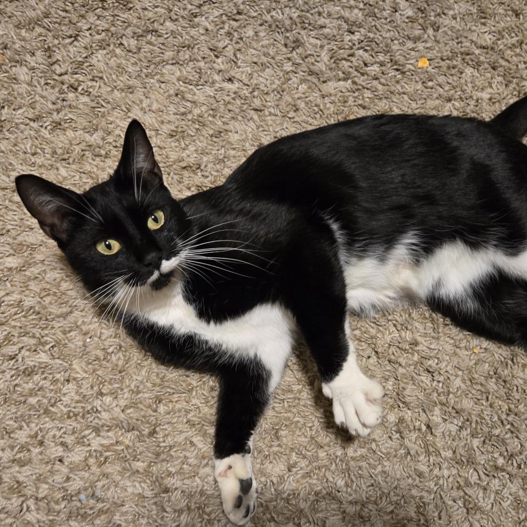 Domino, Adoptable, Adult Female Domestic Short Hair.