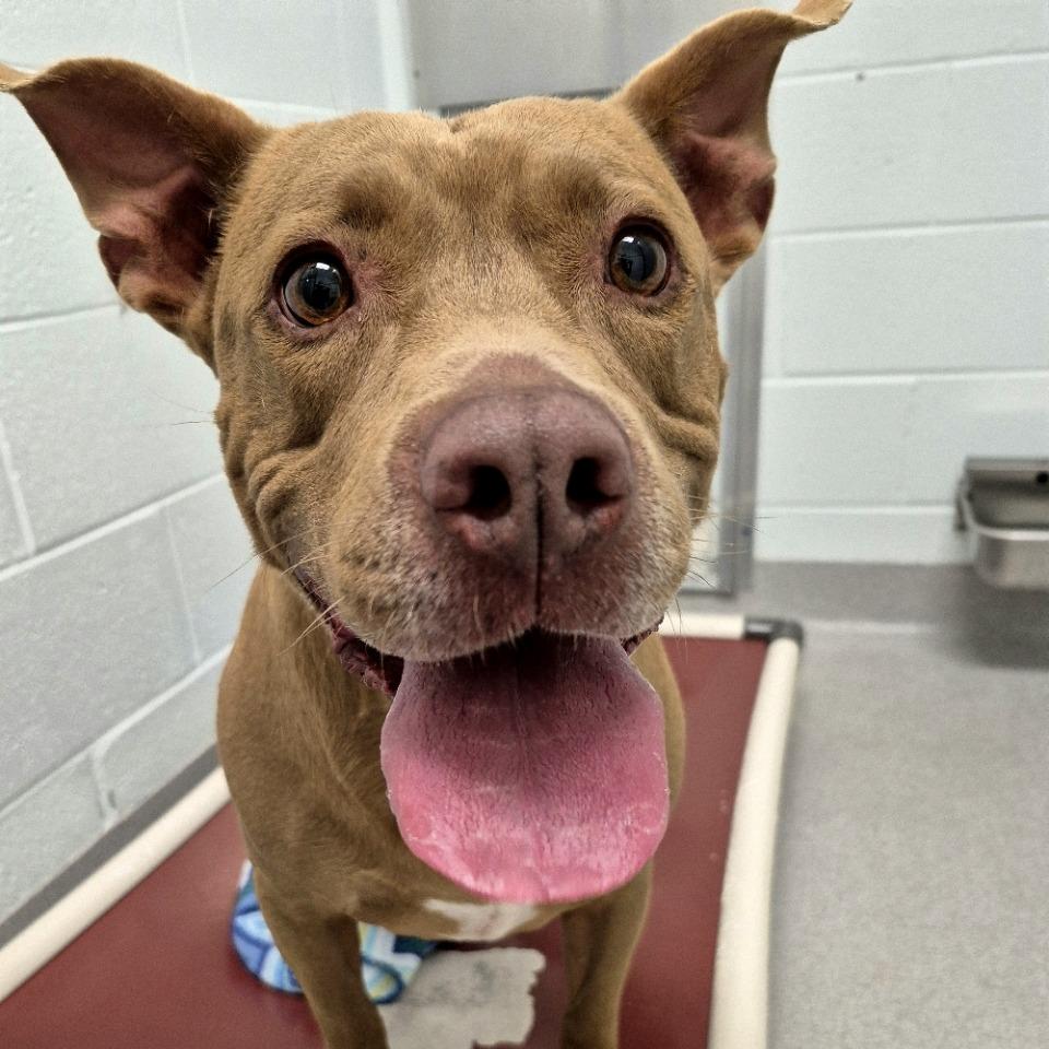 Enlarge Luke Skybarker, a Adoptable Pit Bull Terrier in Chattanooga, TN image 1/6