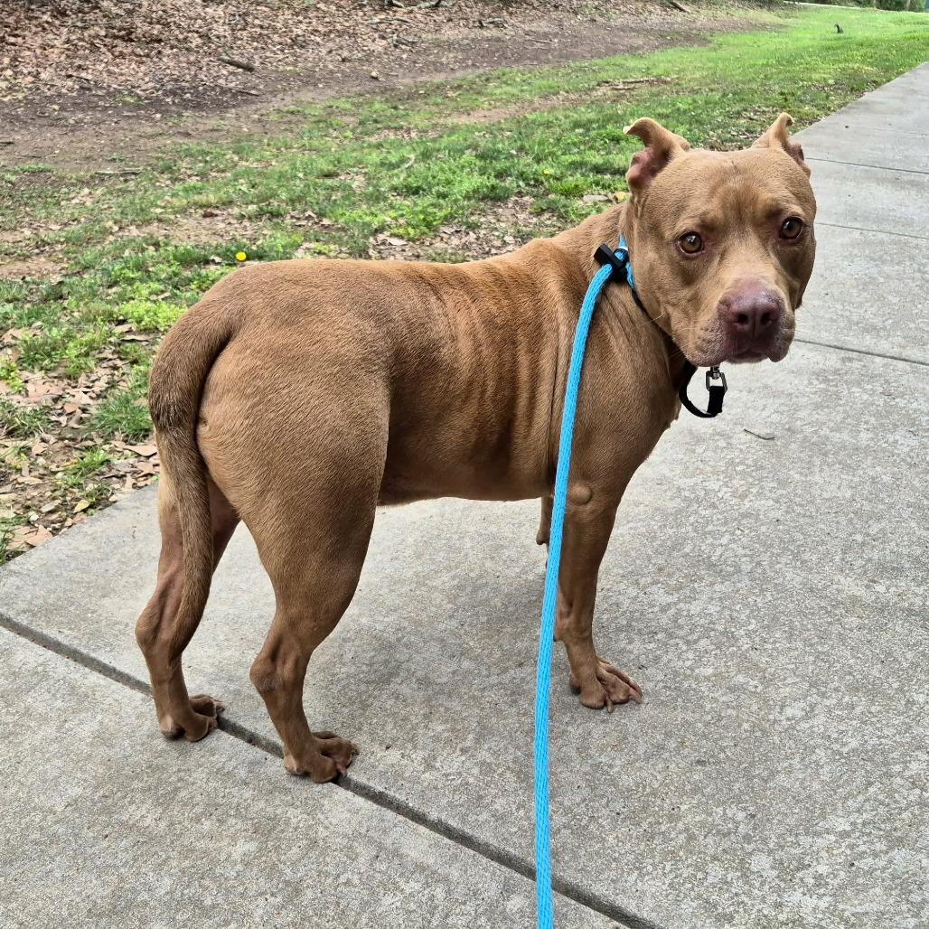 Enlarge Luke Skybarker, a Adoptable Pit Bull Terrier in Chattanooga, TN image 2/6
