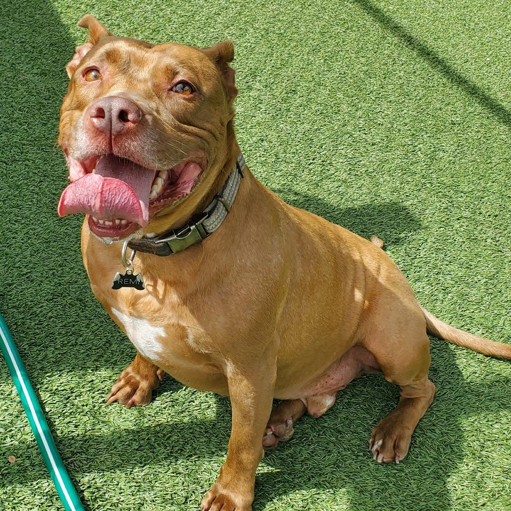 Enlarge Luke Skybarker, a Adoptable Pit Bull Terrier in Chattanooga, TN image 3/6