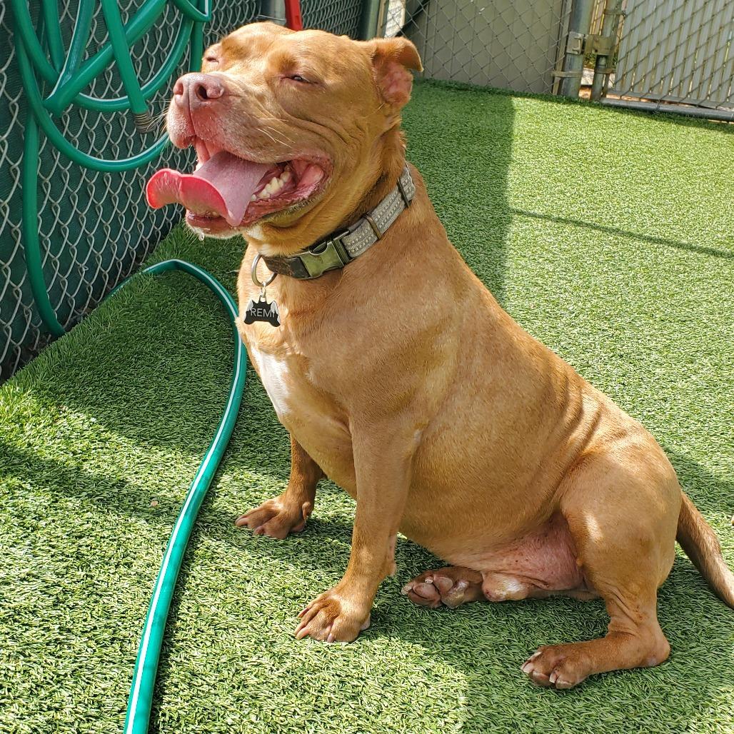 Enlarge Luke Skybarker, a Adoptable Pit Bull Terrier in Chattanooga, TN image 4/6