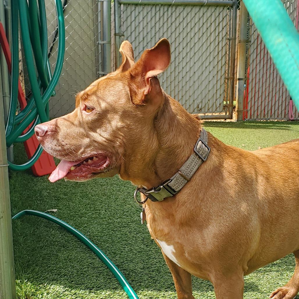 Enlarge Luke Skybarker, a Adoptable Pit Bull Terrier in Chattanooga, TN image 5/6