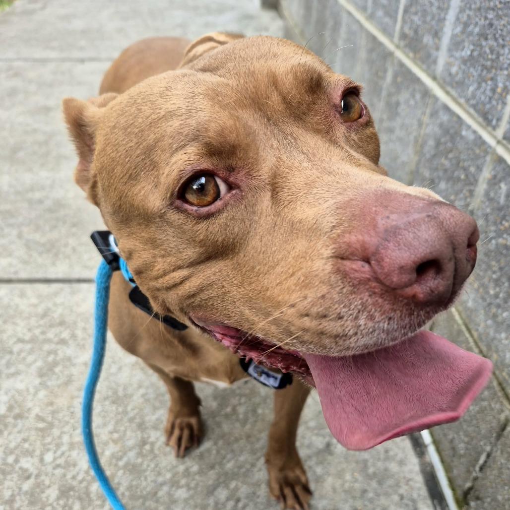 Enlarge Luke Skybarker, a Adoptable Pit Bull Terrier in Chattanooga, TN image 6/6