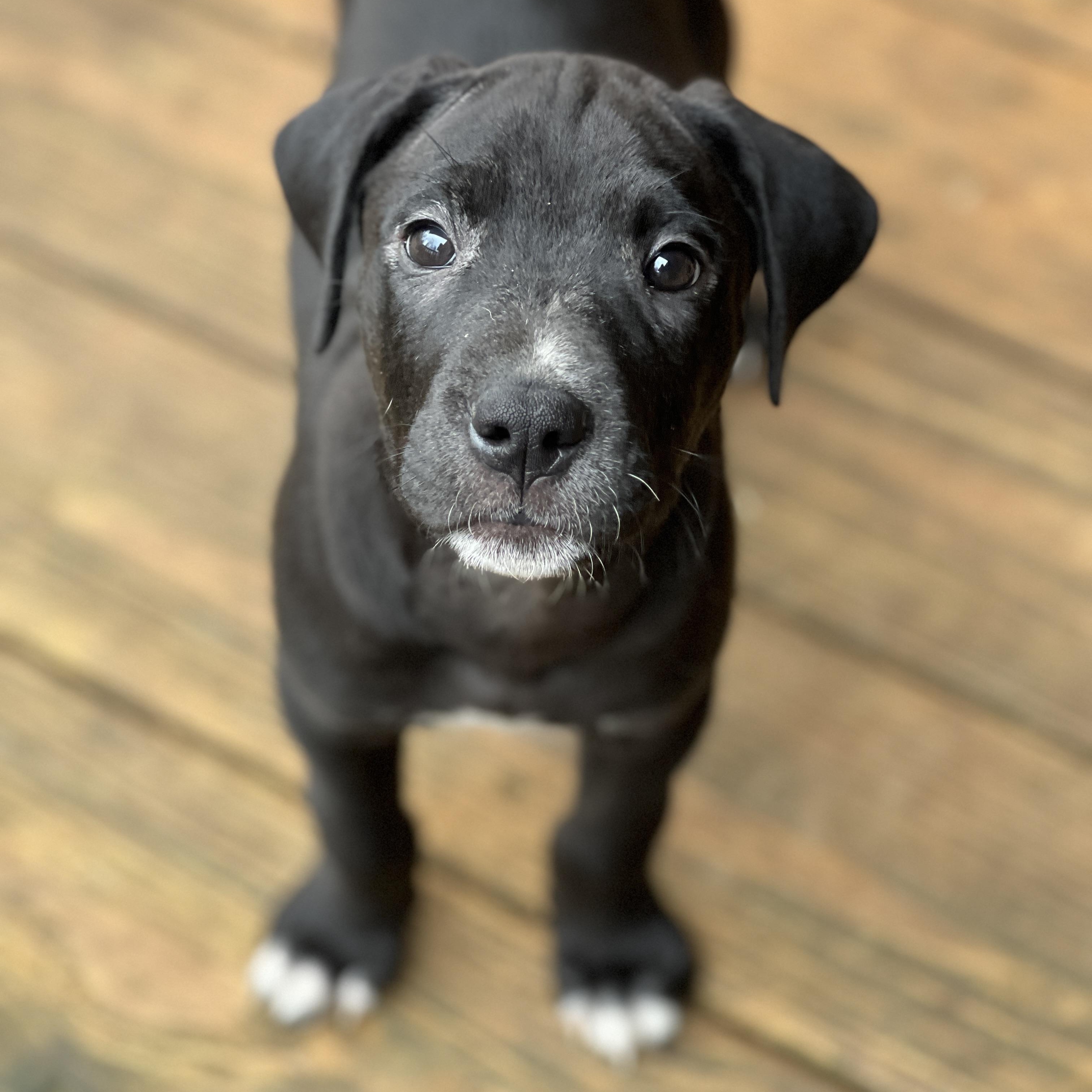JERSEY, Adopted, Puppy Female Labrador Retriever.