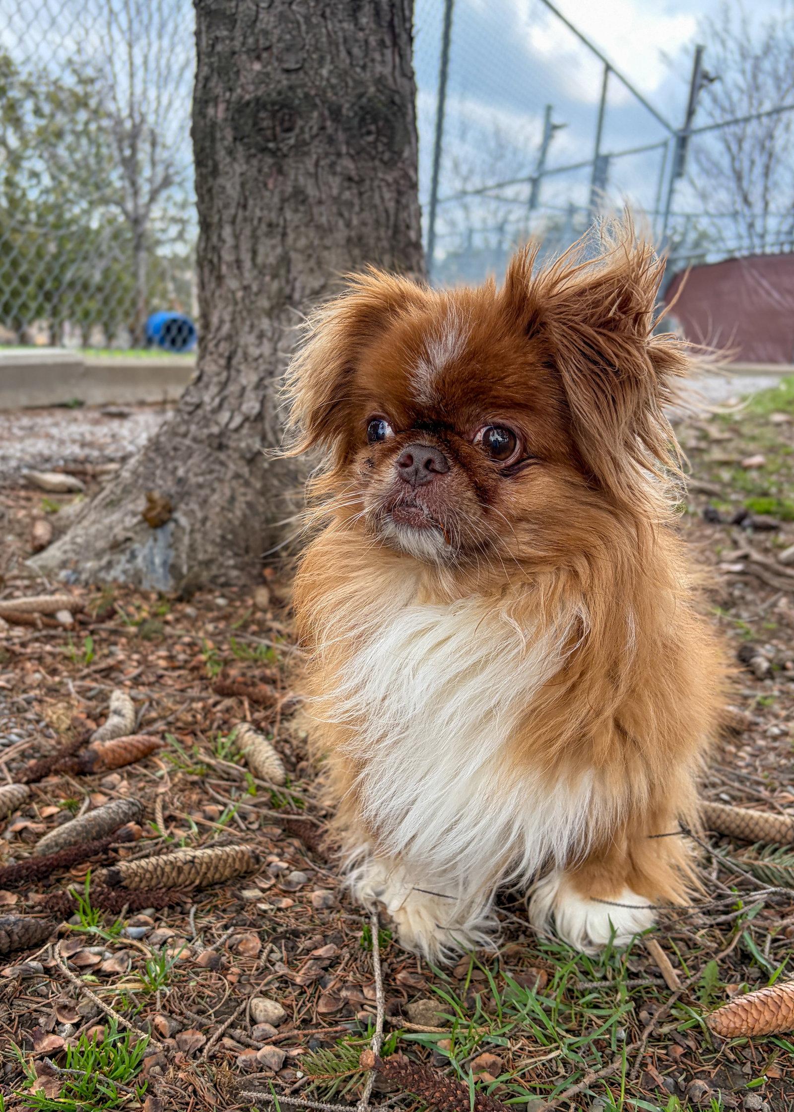 Milo, a Adoptable Pekingese in Etobicoke, ON image 1/3