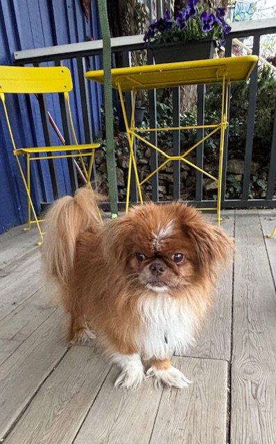 Milo, a Adoptable Pekingese in Etobicoke, ON image 2/3