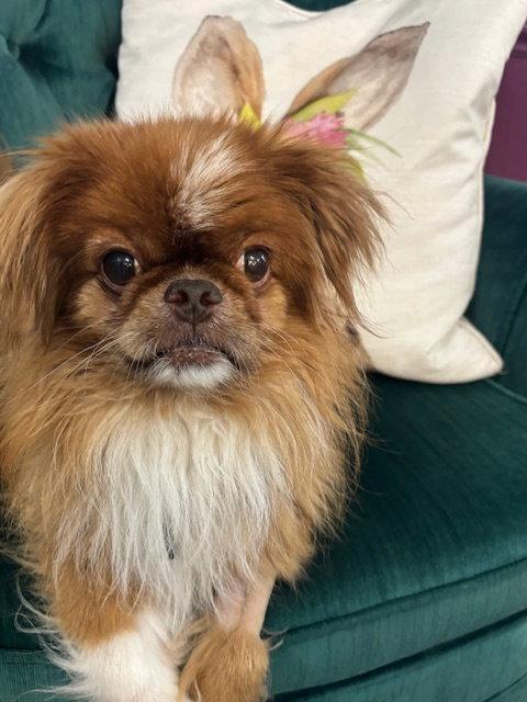 Milo, a Adoptable Pekingese in Etobicoke, ON image 3/3