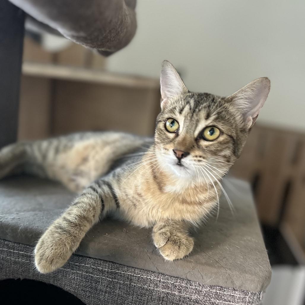 Enlarge Juney, a Adoptable Domestic Short Hair in Port Richey, FL image 1/5