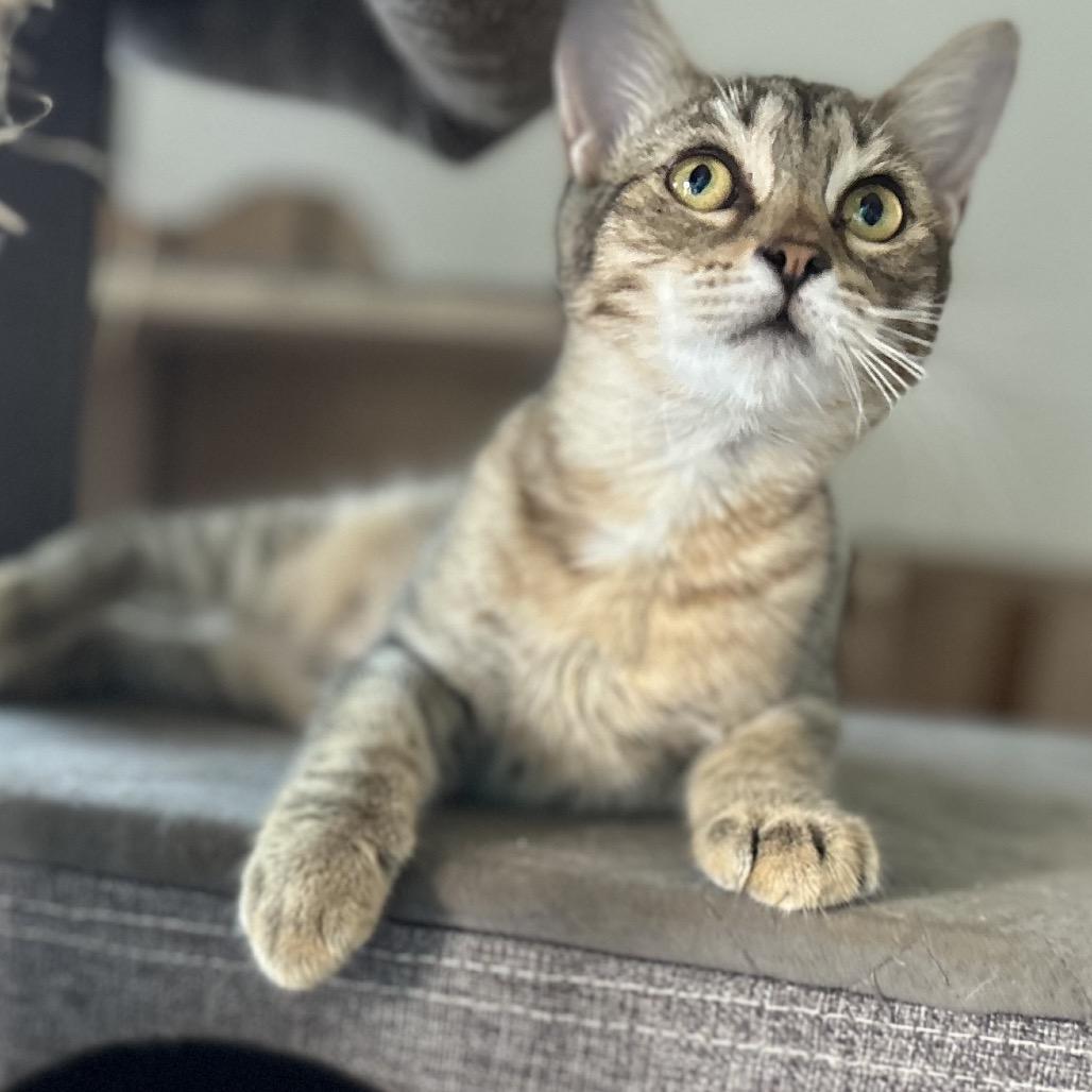 Enlarge Juney, a Adoptable Domestic Short Hair in Port Richey, FL image 2/5