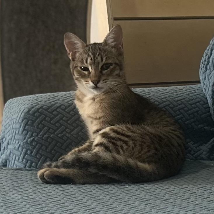 Enlarge Juney, a Adoptable Domestic Short Hair in Port Richey, FL image 3/5